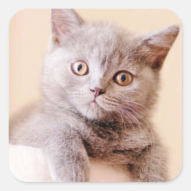 Cute British Shorthair Cat Square Sticker (Front)
