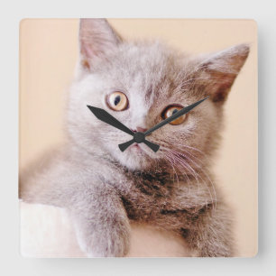 Cute British Shorthair Cat Square Wall Clock