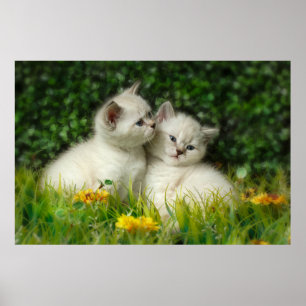 Cute British Shorthair Kittens in Garden Poster