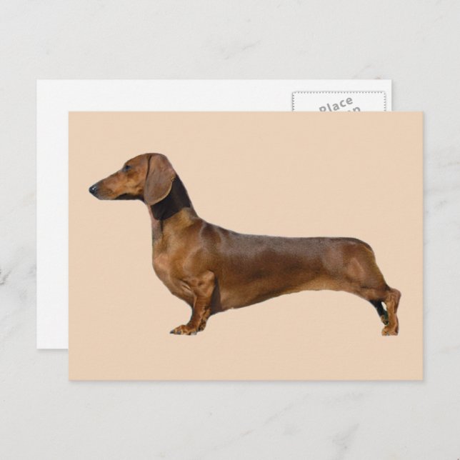 Cute Brown Dachshund Dog  Postcard (Front/Back)