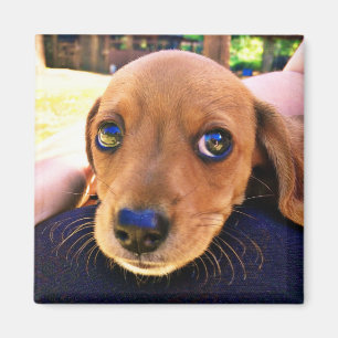 Cute Brown Dachshund Puppy Dog Magnet