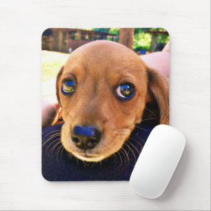 Cute Brown Dachshund Puppy Dog Mouse Pad
