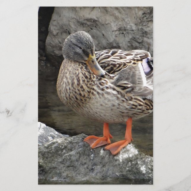 Cute brown duck stationery (Front)