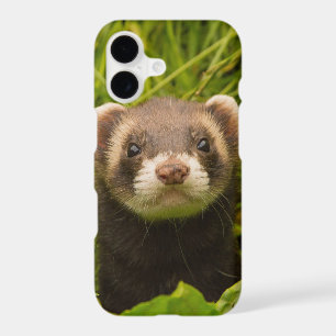 Cute Brown Ferret in the Grass