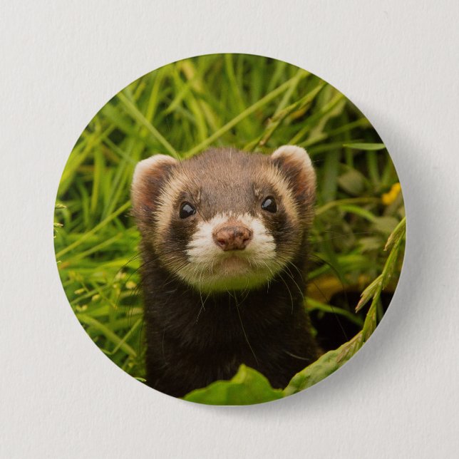 Cute Brown Ferret in the Grass 7.5 Cm Round Badge (Front)