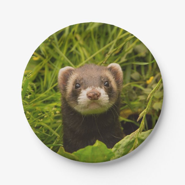 Cute Brown Ferret in the Grass Paper Plate (Front)
