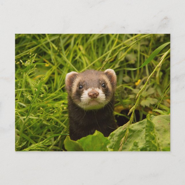 Cute Brown Ferret in the Grass Postcard (Front)