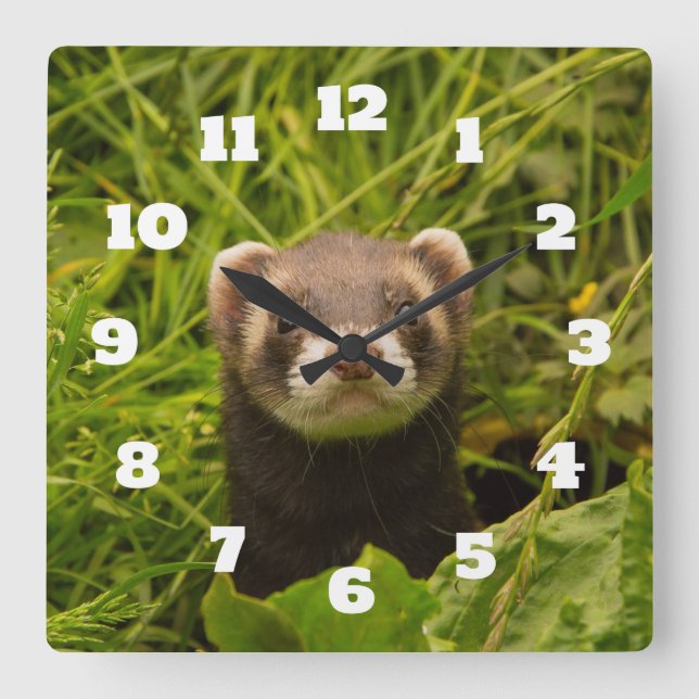 Cute Brown Ferret in the Grass Square Wall Clock (Front)