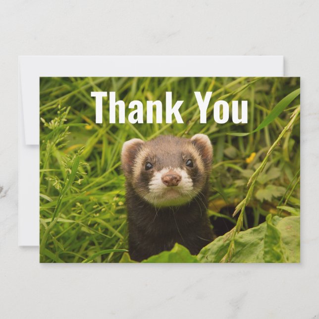 Cute Brown Ferret in the Grass Thank You Card (Front)