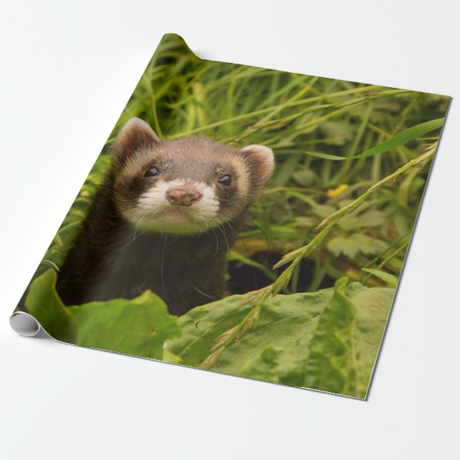 Cute Brown Ferret in the Grass Wrapping Paper (Unrolled)