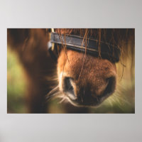 Cute Brown Horse Nose