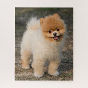 Cute Brown Pomeranian Puppy Dog Jigsaw Puzzle