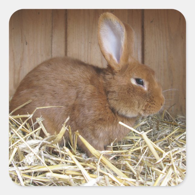 Cute Brown Rabbit in Fresh Hay Square Sticker (Front)