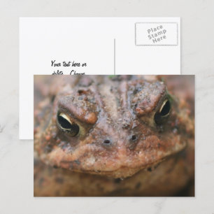 Cute Brown Toad Face Nature Postcard