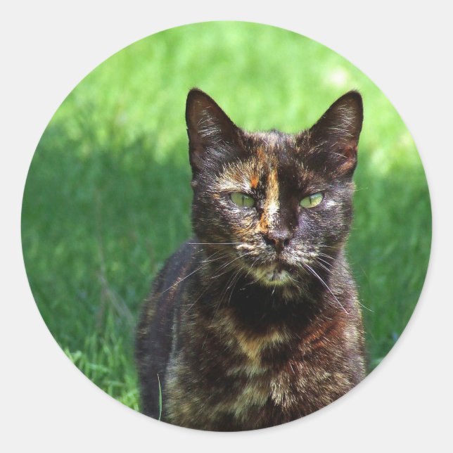 Cute Brown Tortoiseshell Cat Photo Classic Round Sticker (Front)