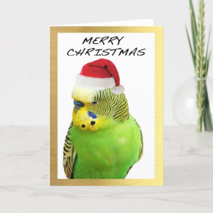 "Cute Budgie" design Christmas cards
