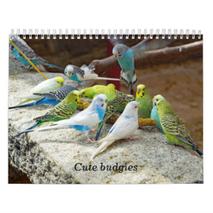 Cute budgies - snapshots of the little birds calendar