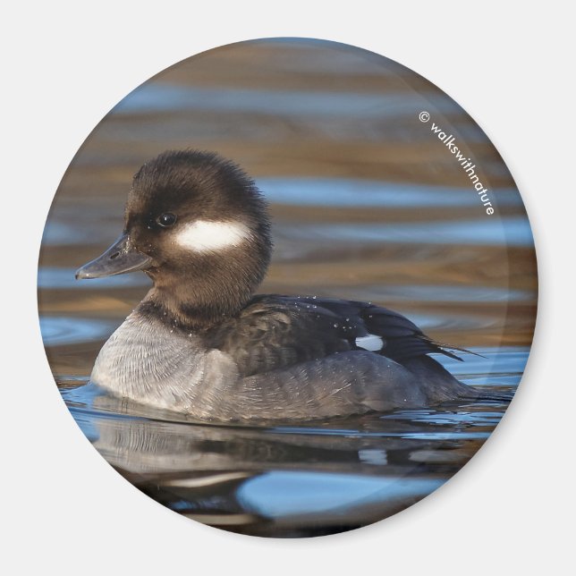 Cute Bufflehead Duck on Sunlit Waters Magnet (Front)