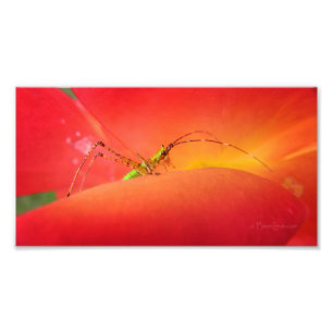 Cute Bug in a Red Orange Rose Flower Photo Print