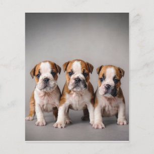 Cute Bulldog Puppies Dog Lovers Gift Flyer