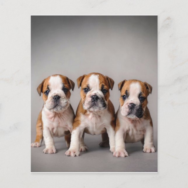 Cute Bulldog Puppies | Dog Lovers Gift Flyer (Front)