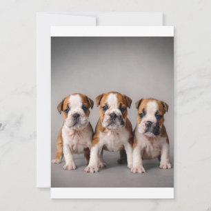 Cute Bulldog Puppies Dog Lovers Gift Holiday Card