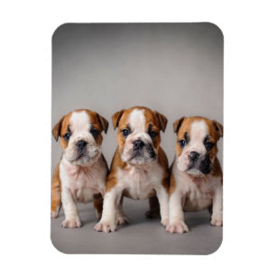 Cute Bulldog Puppies Dog Lovers Gift Magnet