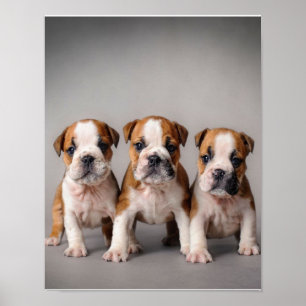 Cute Bulldog Puppies Dog Lovers Gift Poster