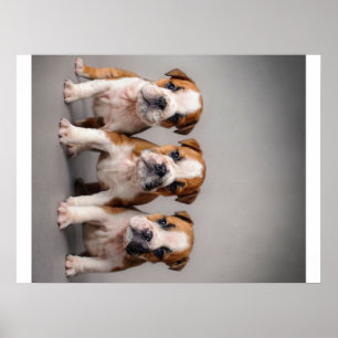 Cute Bulldog Puppies   Dog Lovers Gift Poster