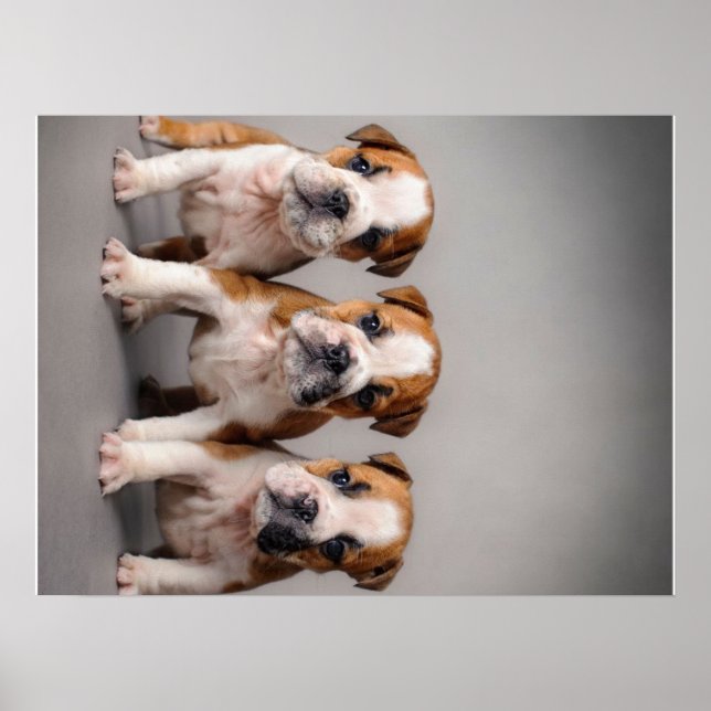 Cute Bulldog Puppies | Dog Lovers Gift Poster (Front)