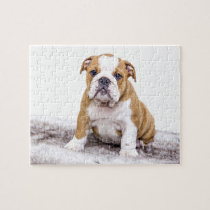 Cute Bulldog Puppy Jigsaw Puzzle