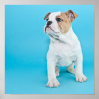 Cute Bulldog Puppy