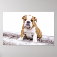 Cute Bulldog Puppy