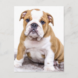 Cute Bulldog Puppy Sitting Down Postcard