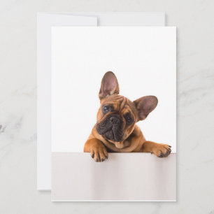 Cute Bulldog   Really Cute, English Bulldog Holiday Card
