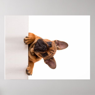 Cute Bulldog   Really Cute, English Bulldog Poster