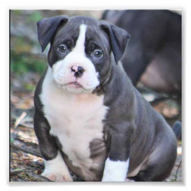 Cute bully breed puppy photo print (Front)