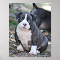 Cute bully breed puppy