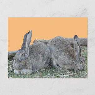 Cute Bunnies Cust. BG Colour DIY Postcard