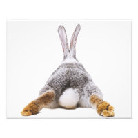 Cute Bunny Cotton Tail Animal  Wall Art