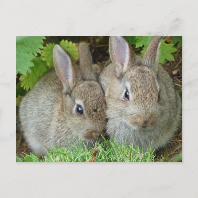Cute Bunny Rabbit Animal Peace Love Destiny Postcard (Front)