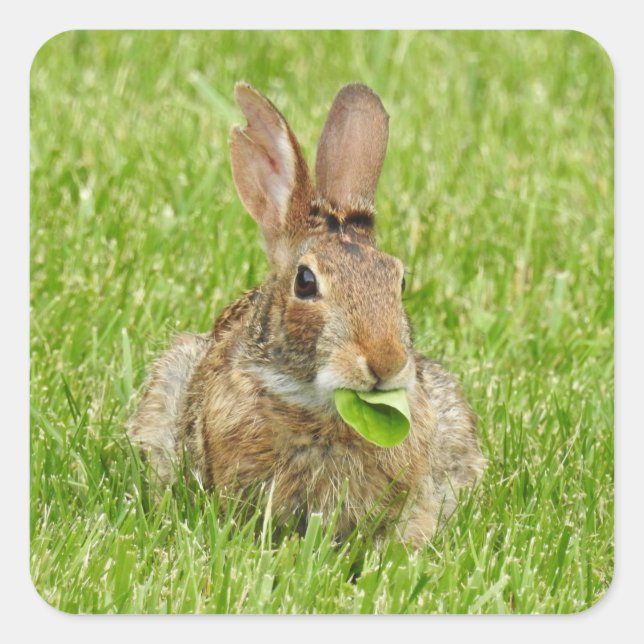 Cute Bunny Rabbit Eating Square Sticker (Front)