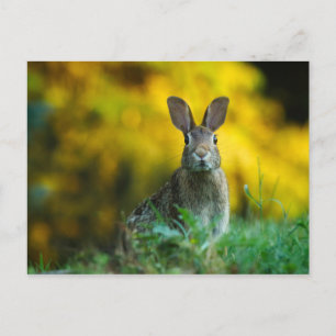 Cute bunny rabbit postcard