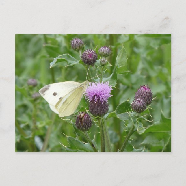 Cute Cabbage White Butterfly DIY Postcard (Front)