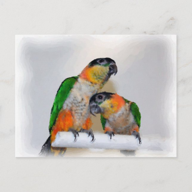 Cute Caique Parrot Pair Bird Postcard (Front)