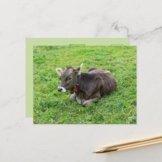 Cute calf on pasture, Allgäu, Bavaria, Germany Postcard