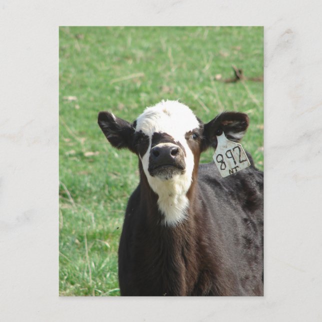 Cute Calf Postcard (Front)