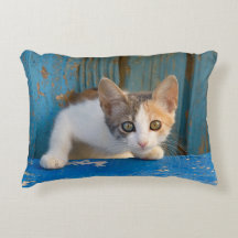 Cute Calico Cat Kitten Funny Curious Eyes Photo -/