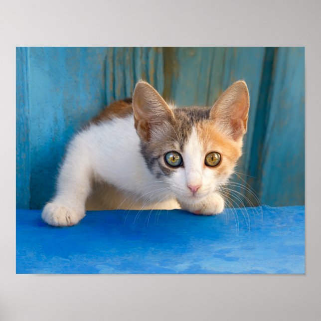 Cute Calico Cat Kitten Funny Curious Eyes Photo - Poster (Front)