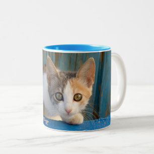 Cute Calico Cat Kitten Funny Curious Eyes Photo -- Two-Tone Coffee Mug